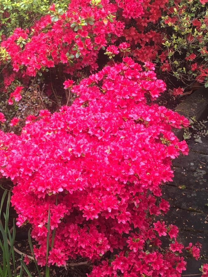 West Vancouver Guesthouse מראה חיצוני תמונה